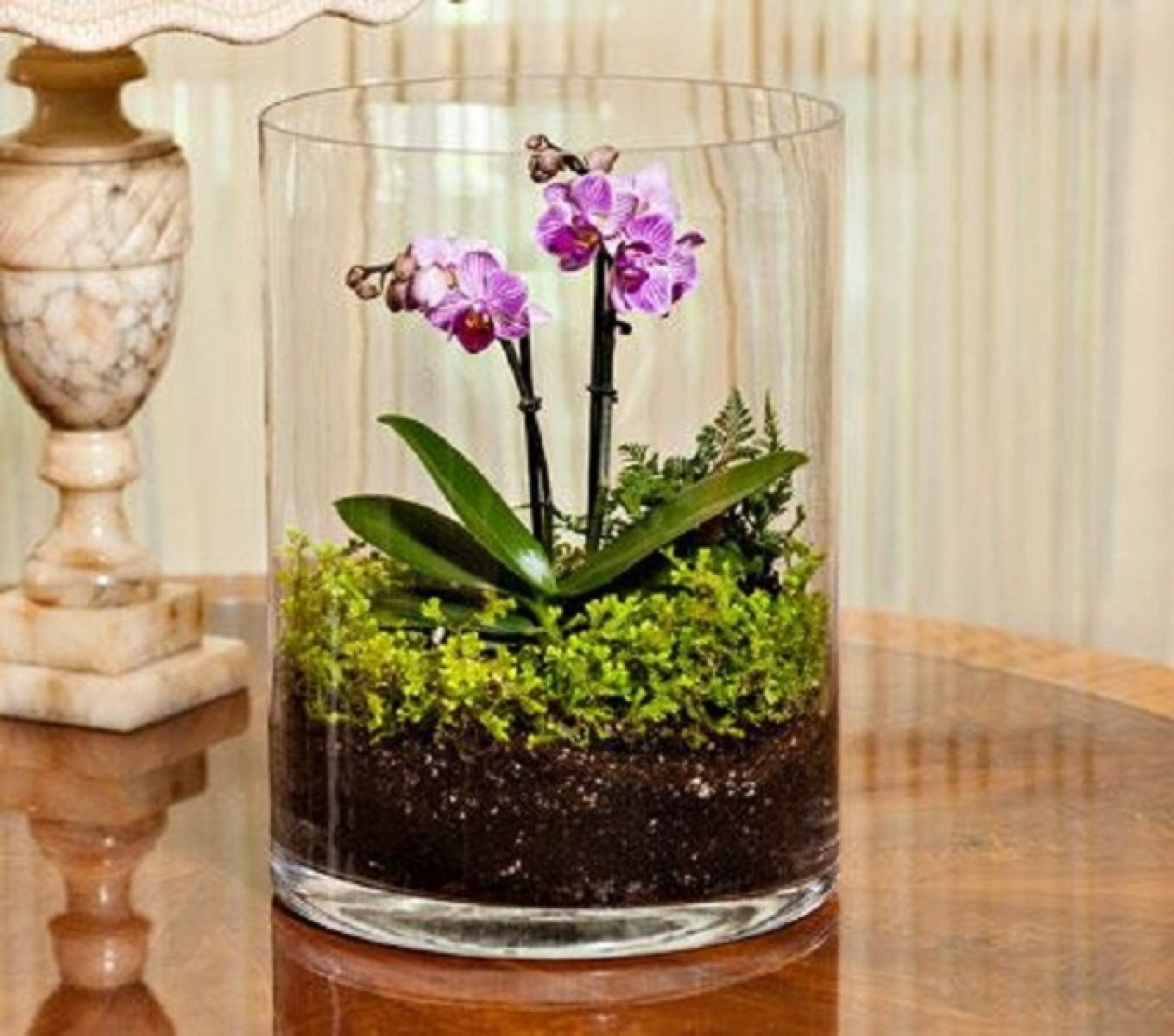 Стеклянные горшки для орхидей. Фаленопсис флорариум. Флорариум орхидариум. Орхидариум (флорариум с орхидеей). Флорариум с орхидеей.