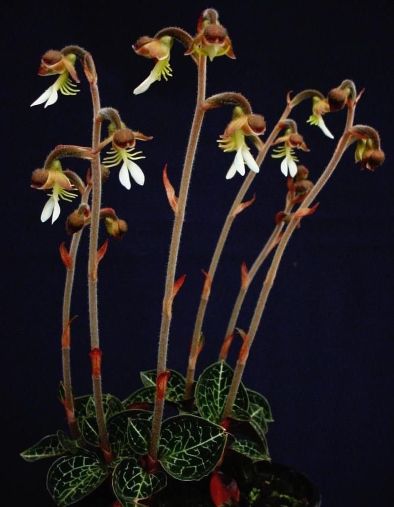Орхидея Макодес