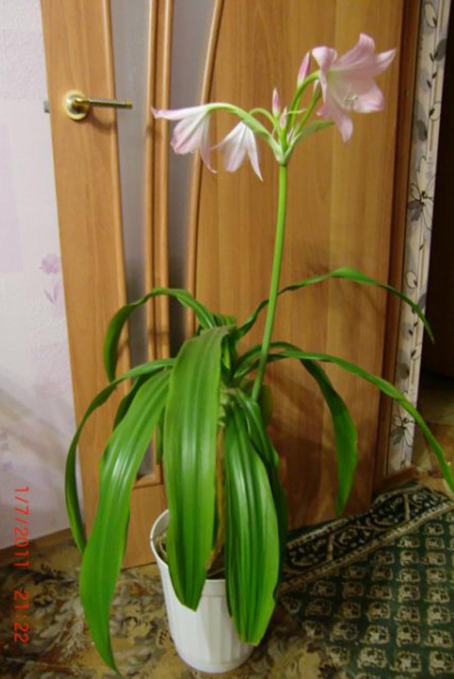 Орхидея Гарден