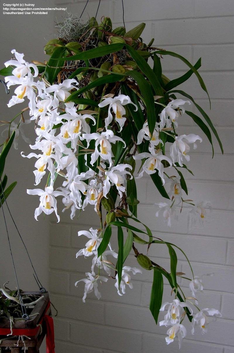 Орхидея целогина