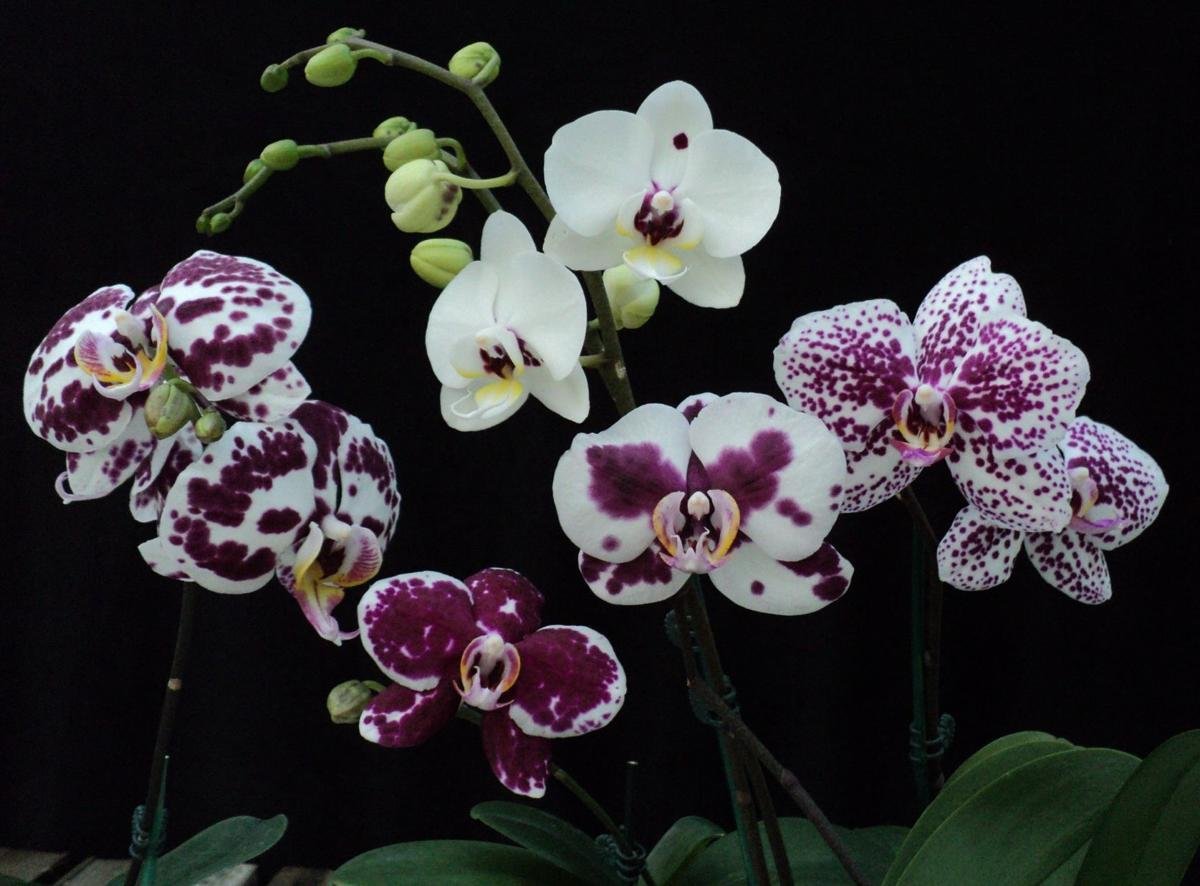 Каталог орхидей с названиями. Фаленопсис Арлекин. Орхидея фаленопсис Арлекин. Фаленопсис Арлекин Phalaenopsis Arlekin.