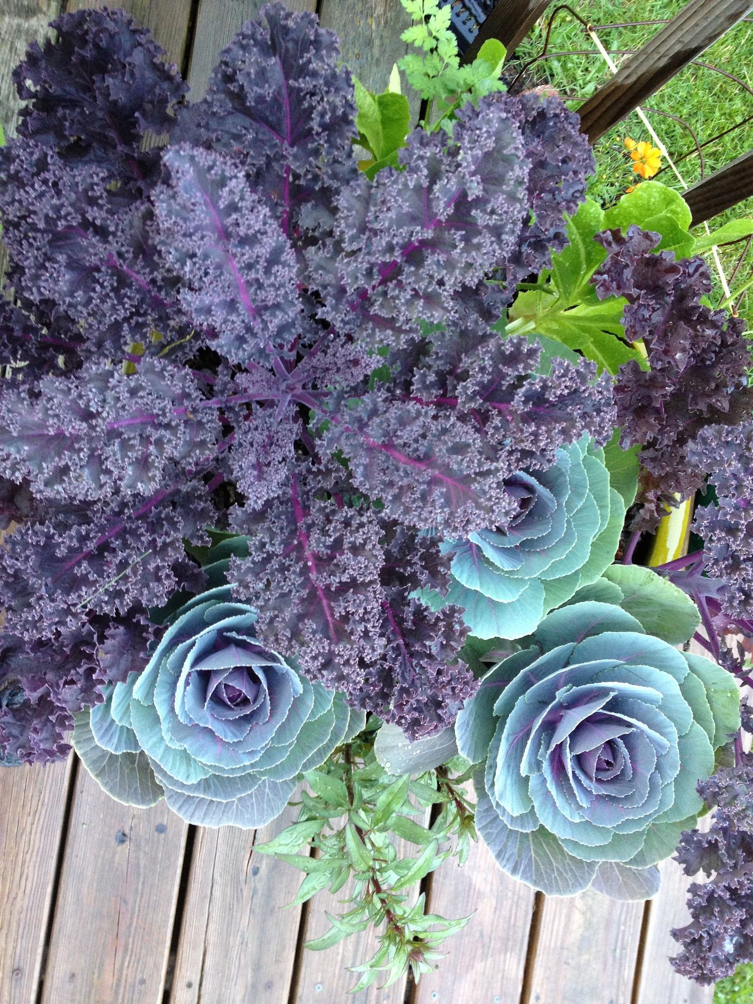 Фото декоративных цветов. Брасика. Декоративная капуста Brassica oleracea. Брасика Кинг. Капуста декоративная Нагойя красная.