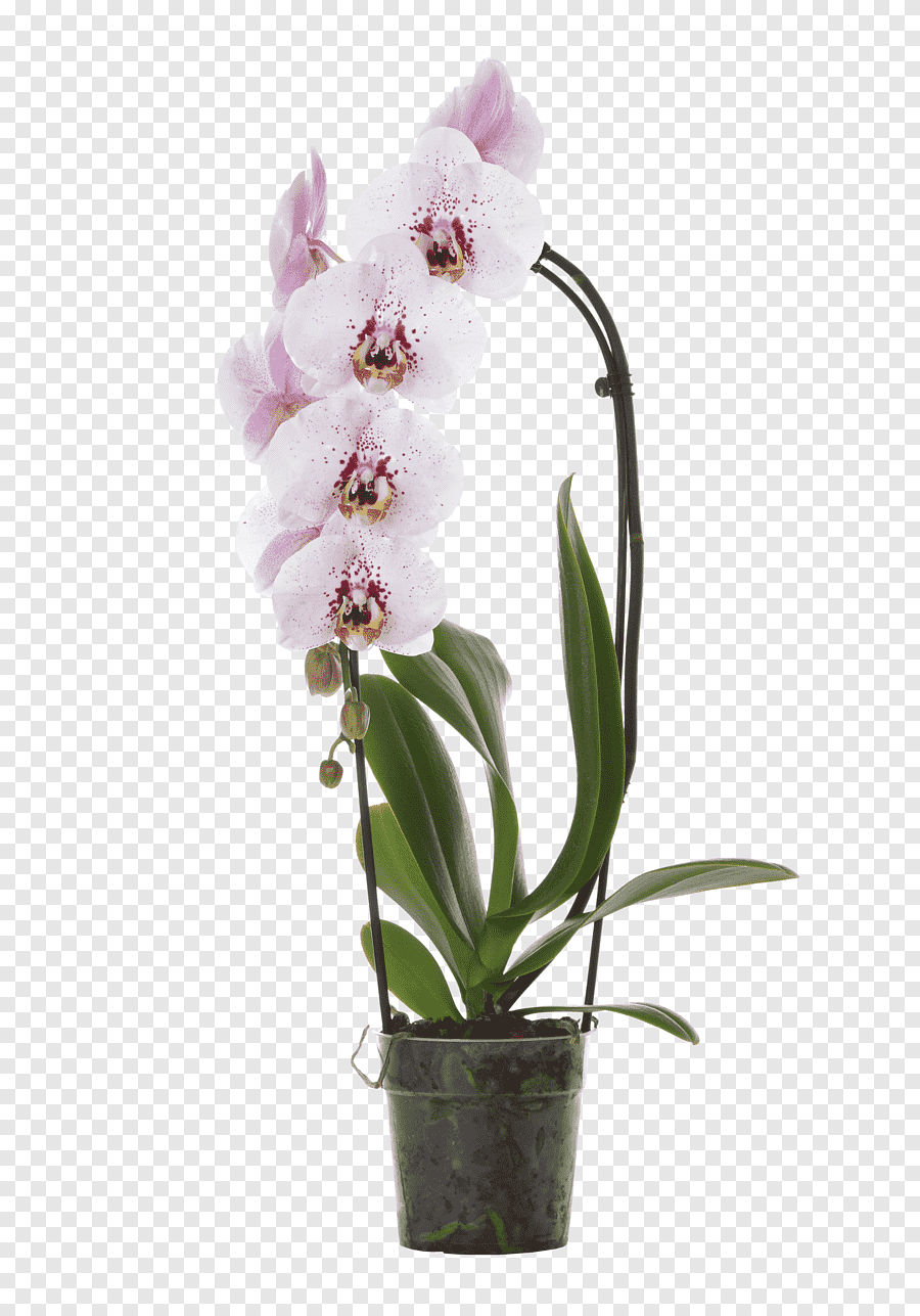Орхидея фаленопсис Каттлея