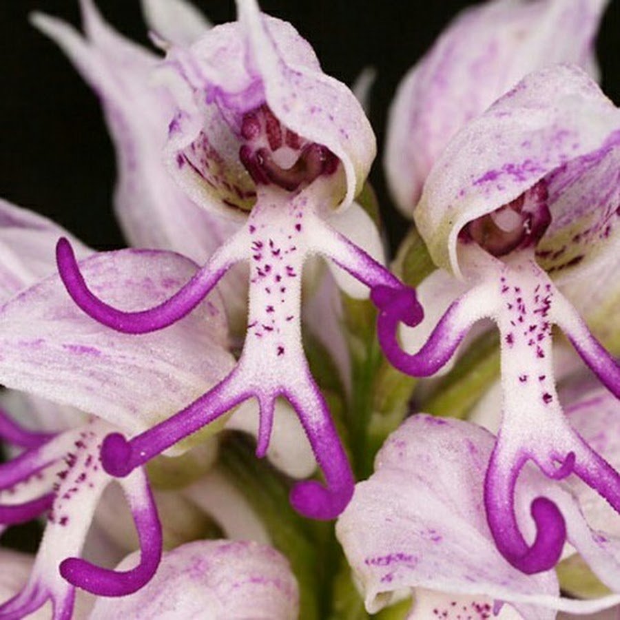 Редкие цвета орхидей
