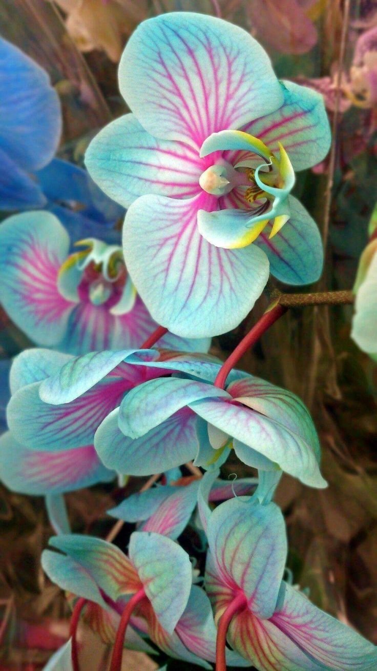 Орхидея Shenzhen Nongke