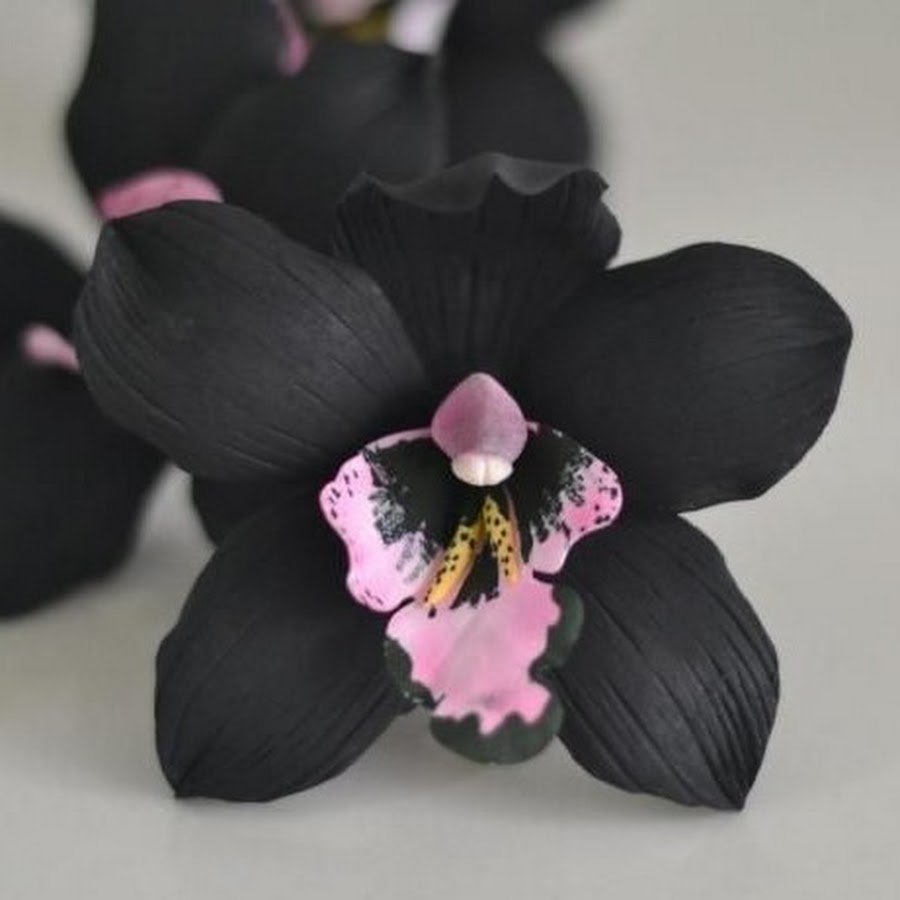 Орхидея черная Mimesis