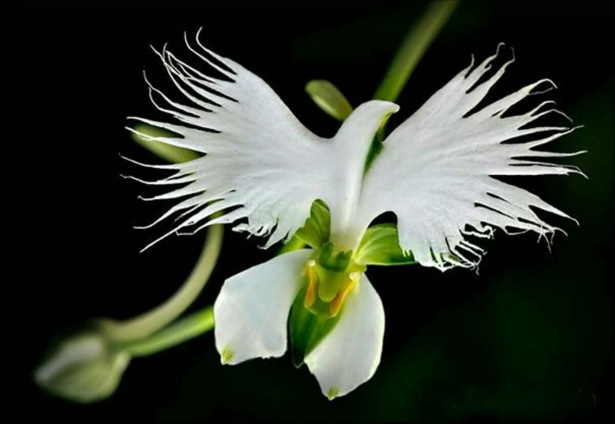 Орхидея «большая белая цапля» (Habenaria Radiata)