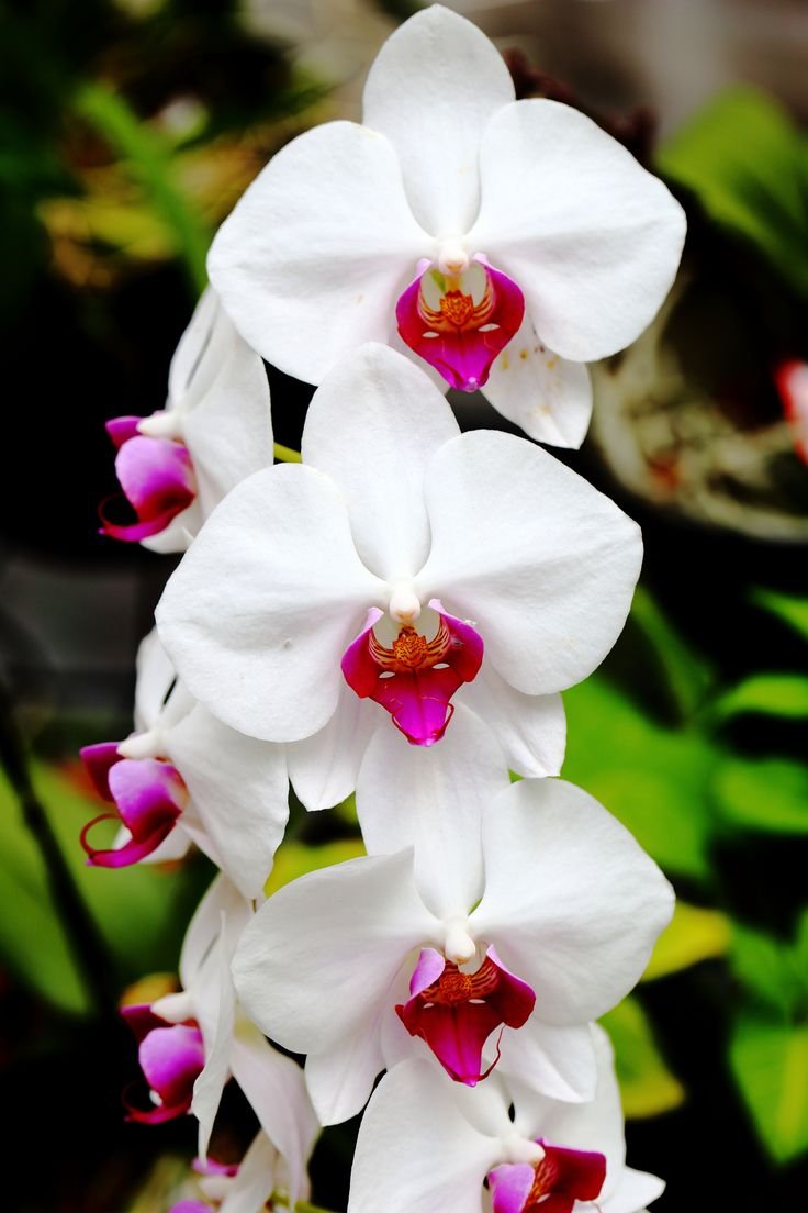 Орхидея фаленопсис макро