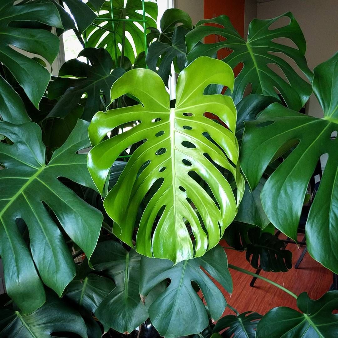 Монстера monstera