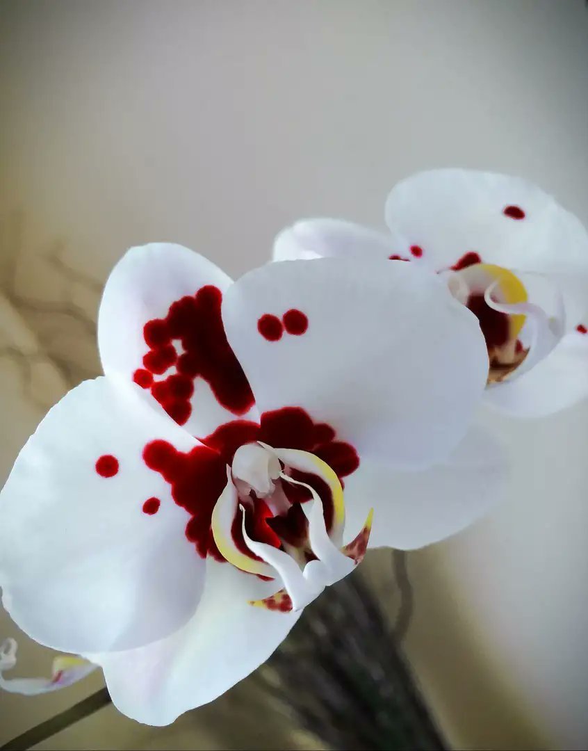 Орхидея фаленопсис Далматин