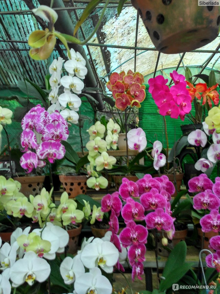 Далат орхидеи