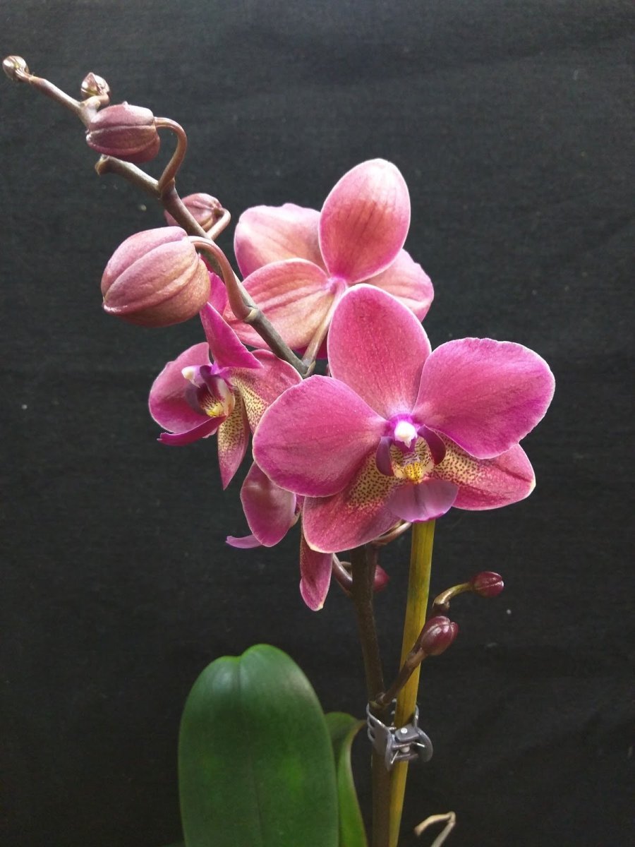 Орхидея Phalaenopsis Diamond King