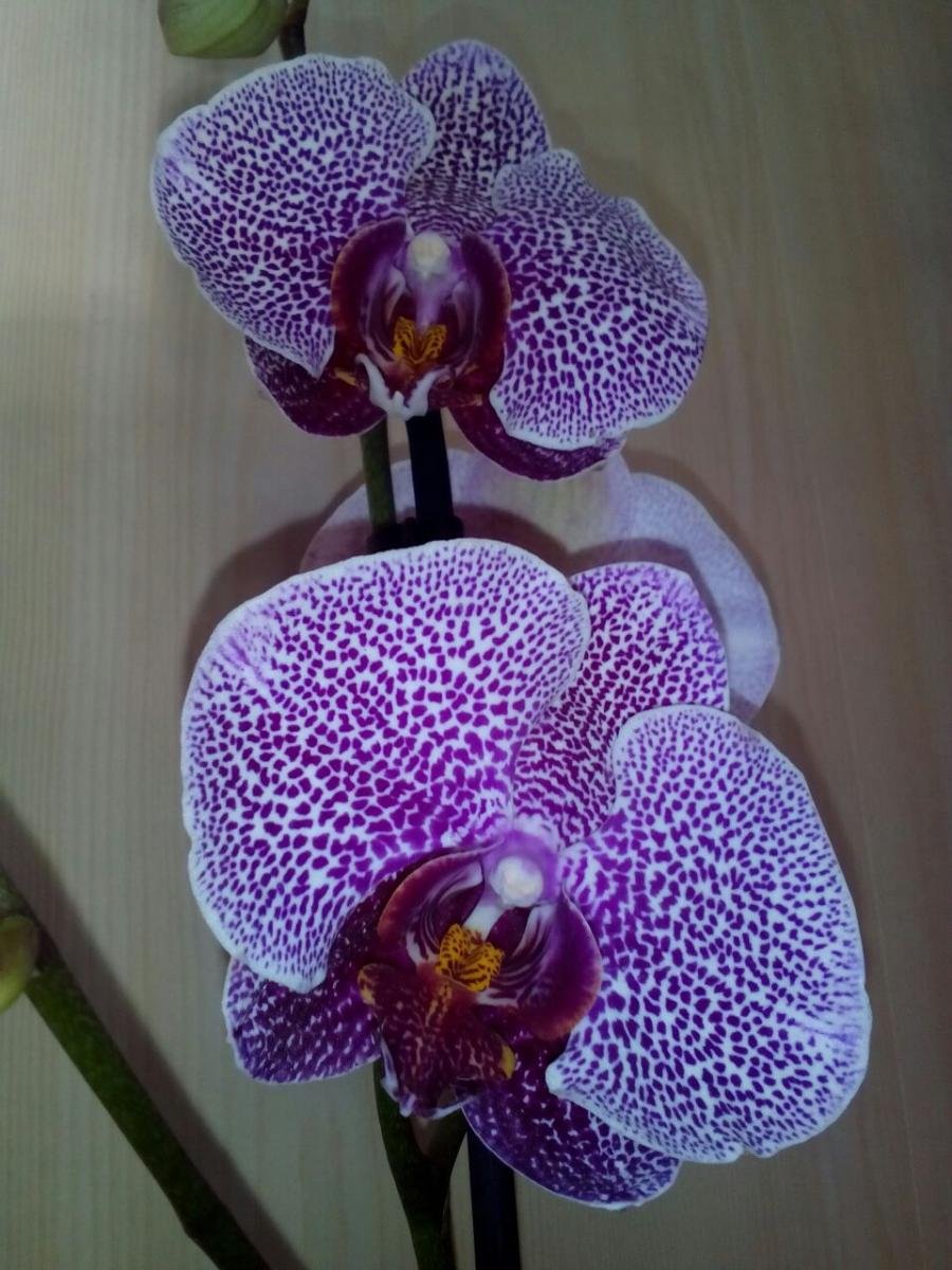 Кафель Альба Орхидея