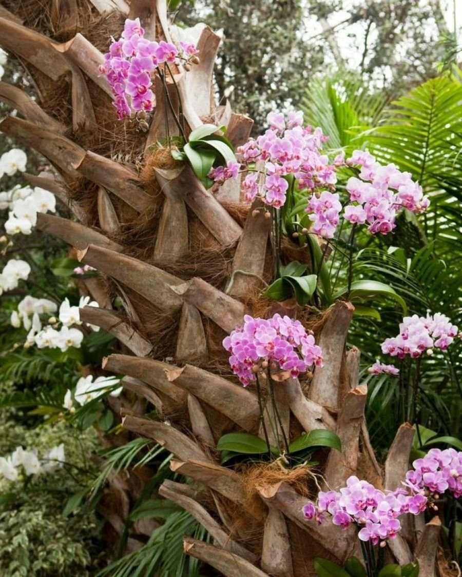 Сулавеси орхидеи