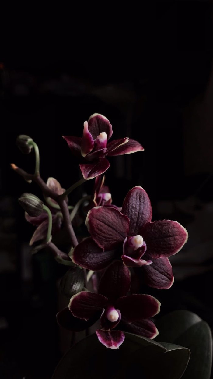 Черная Орхидея обложки
