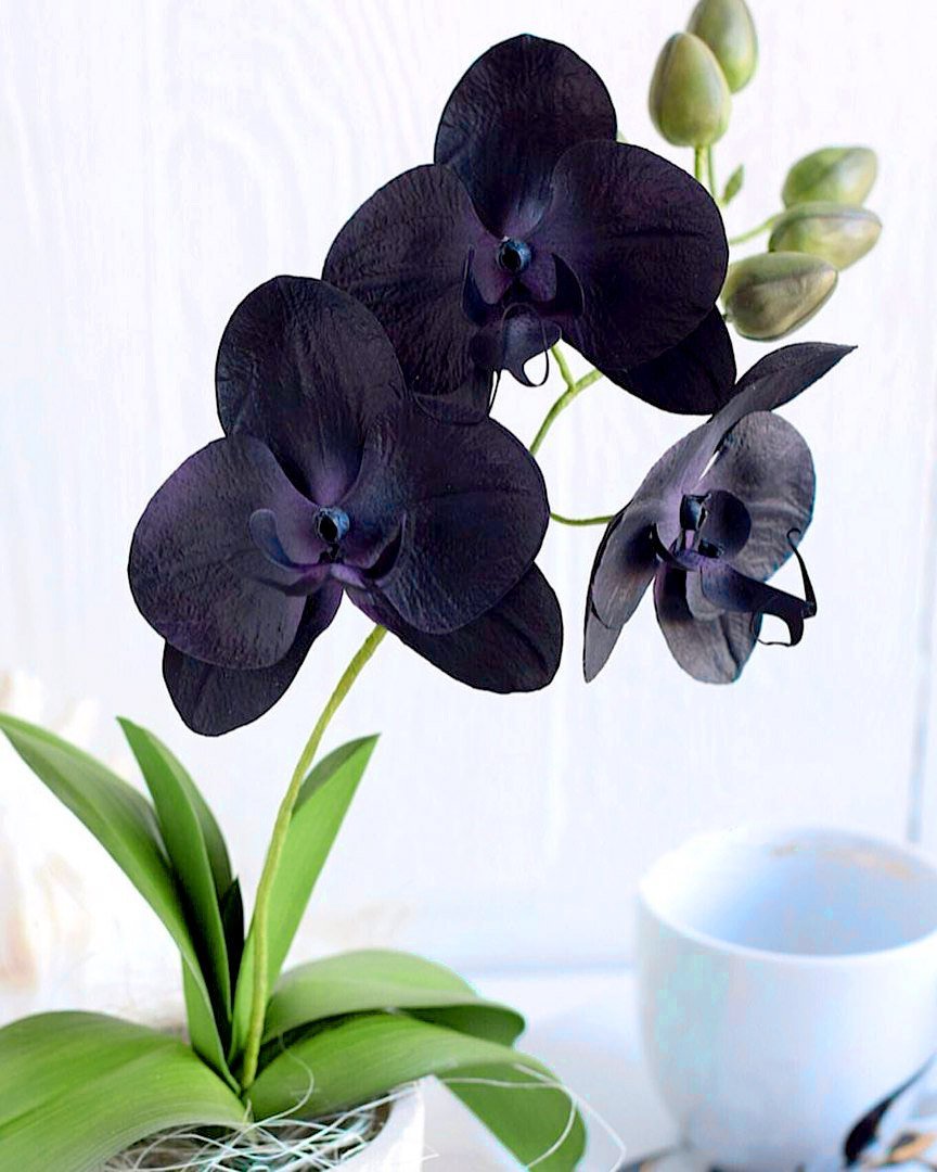 Черная Орхидея Monnierara Millennium