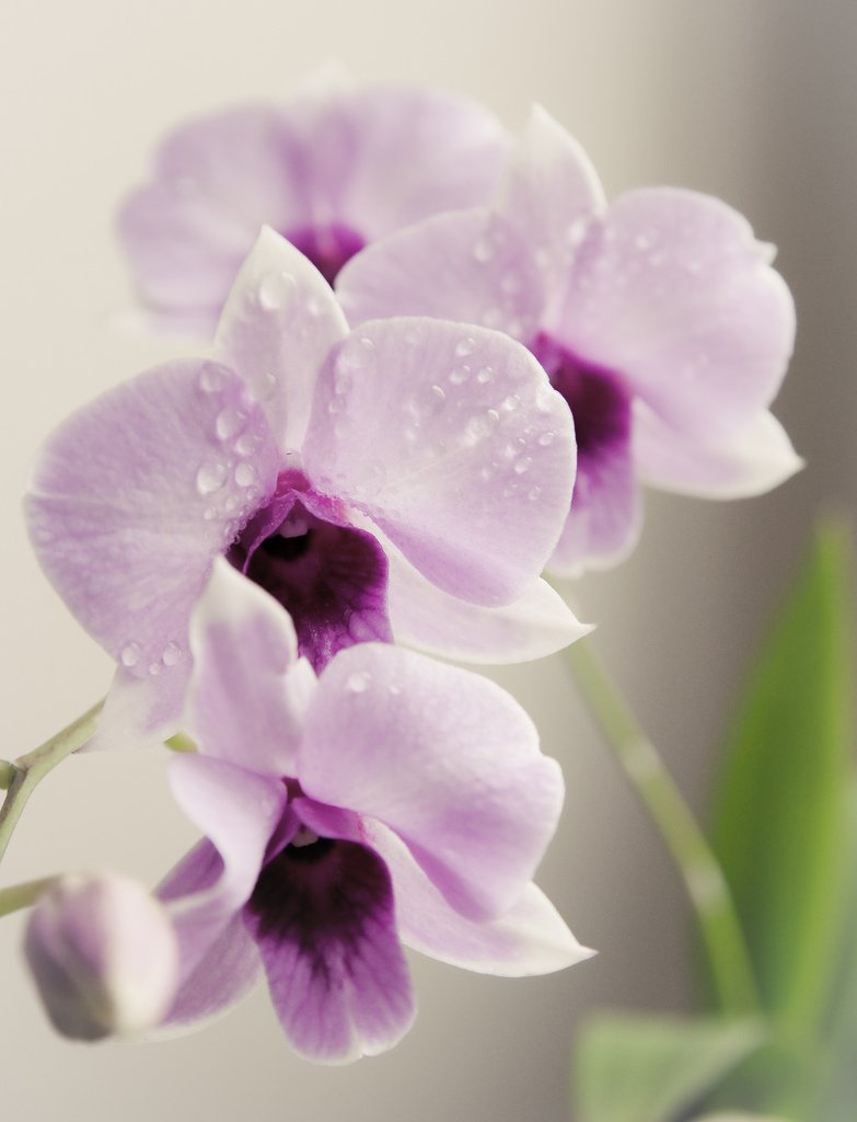 Белая орхидея с фиолетовой серединой