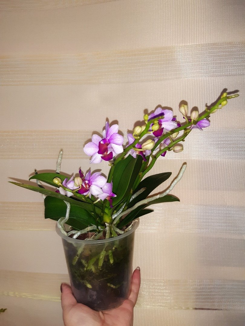 Орхидея фаленопсис акварель