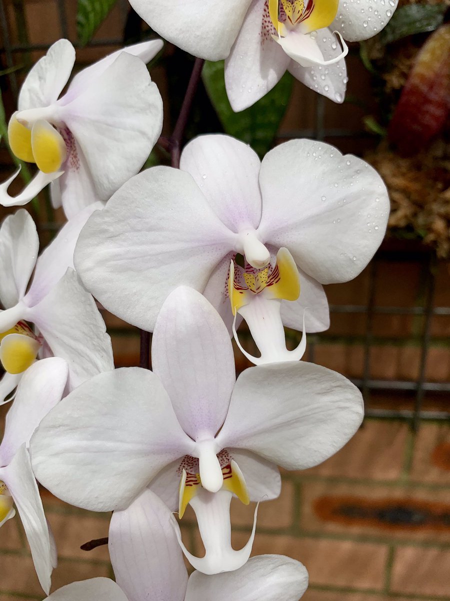 Льюис орхидея