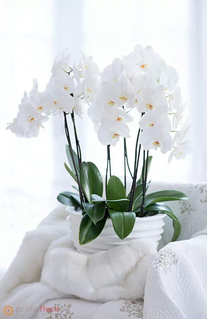 Цветы в белой комнате