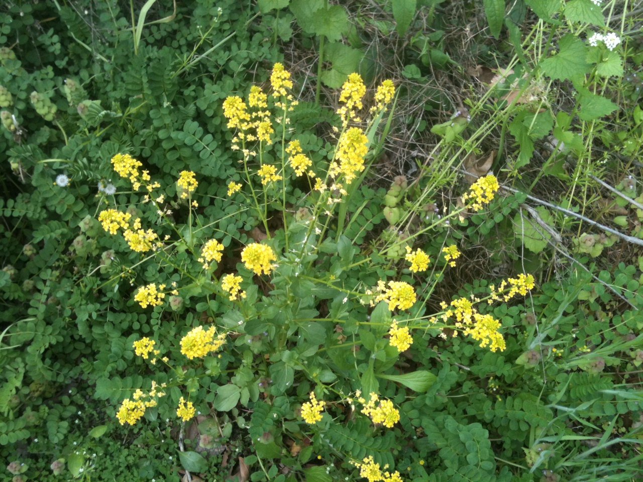 Сорная трава с желтыми цветками
