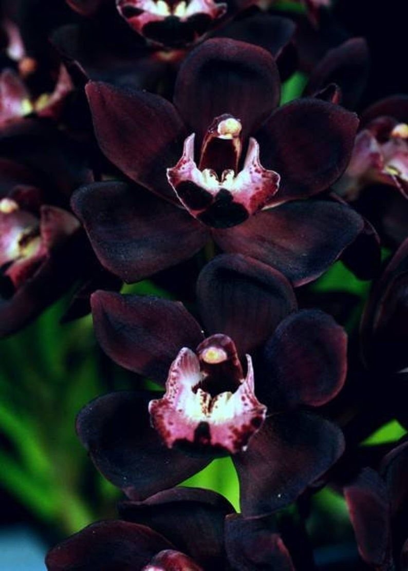 Орхидея Fredclarkeara