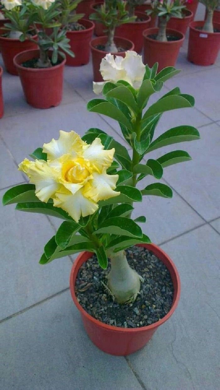 Адениум Yellow Rose