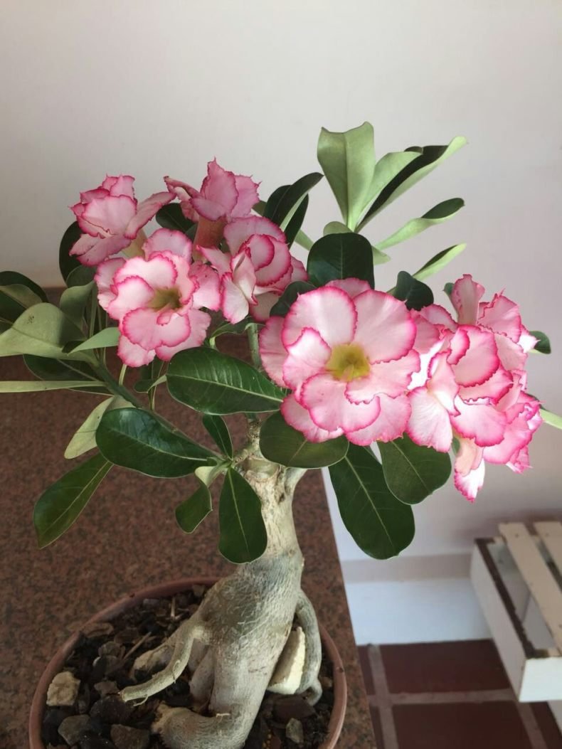 Desert Rose растение