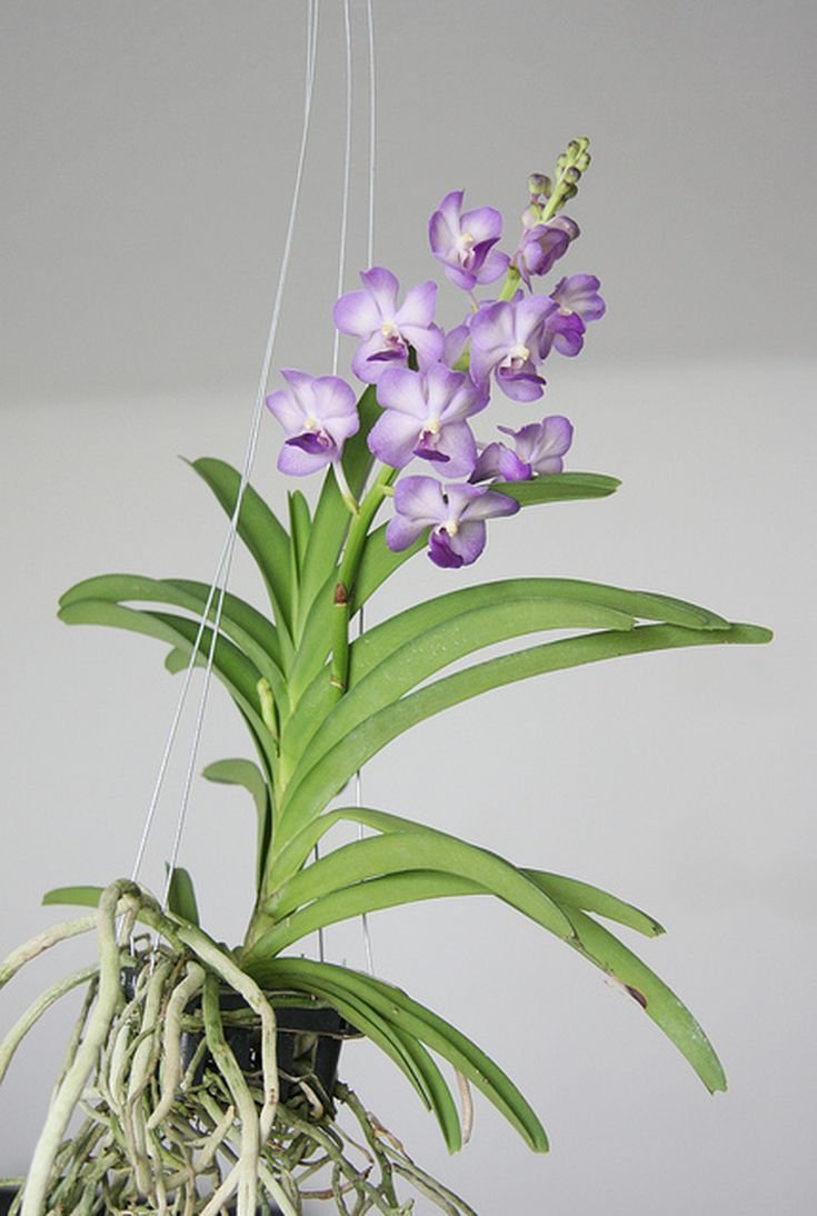 Орхидея Oncidium crispum