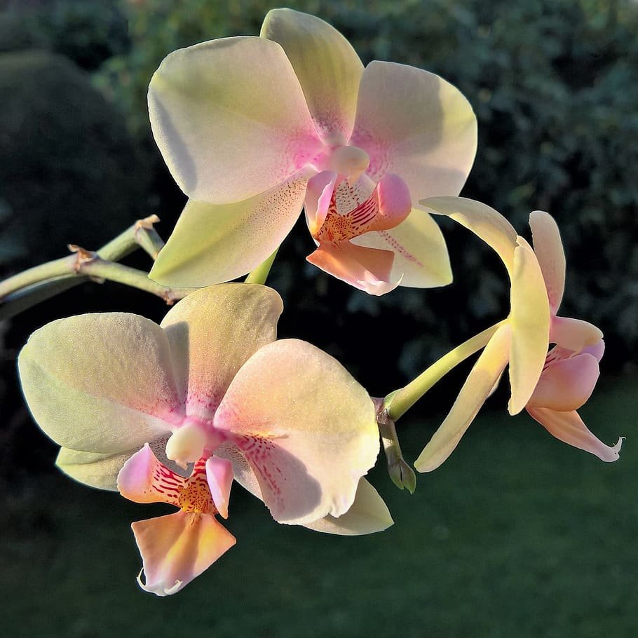 Бутон орхидеи фаленопсис