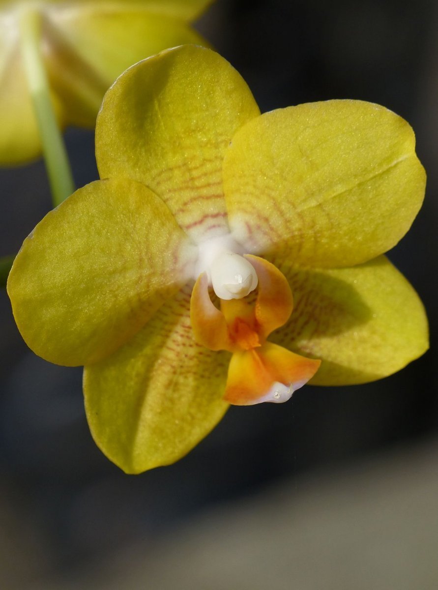 Орхидея фаленопсис Вивьен