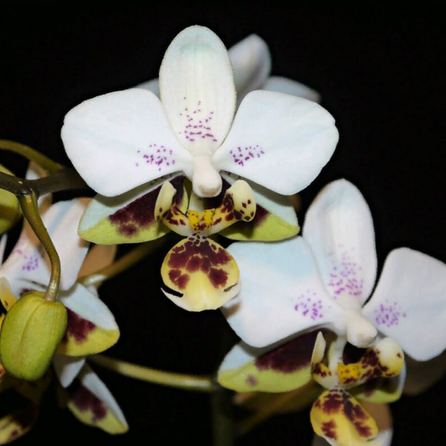 Катасетум Орхидея