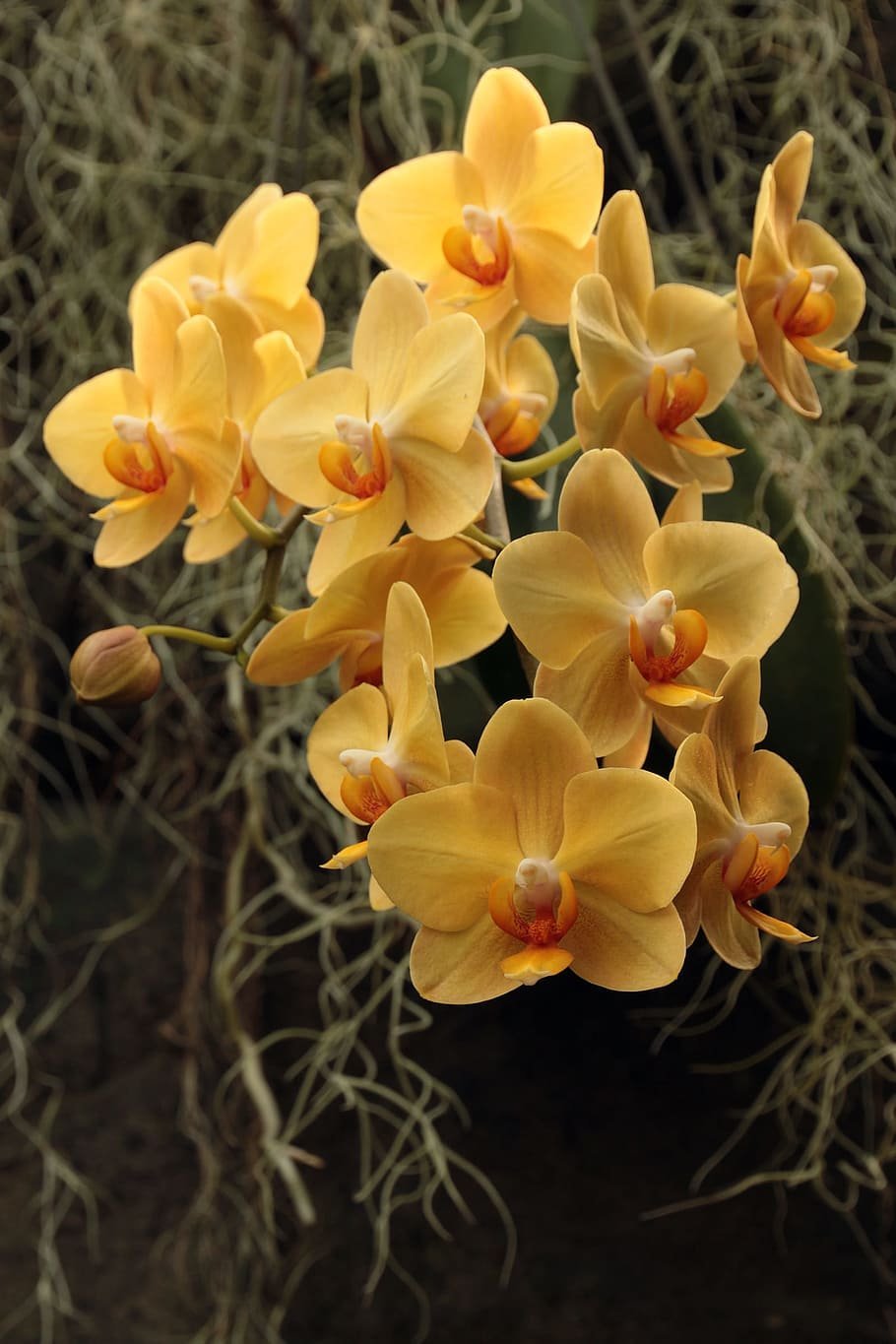 Орхидея сого шито