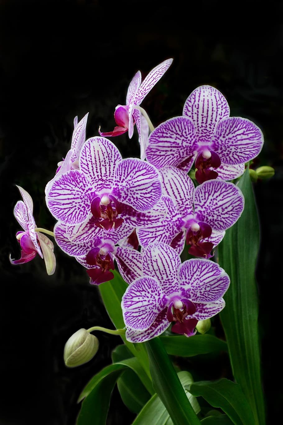 Орхидея Тропическая Бразилия
