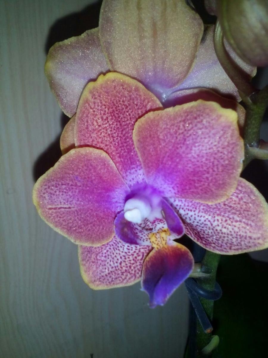 Орхидея Jiuhbao Angel