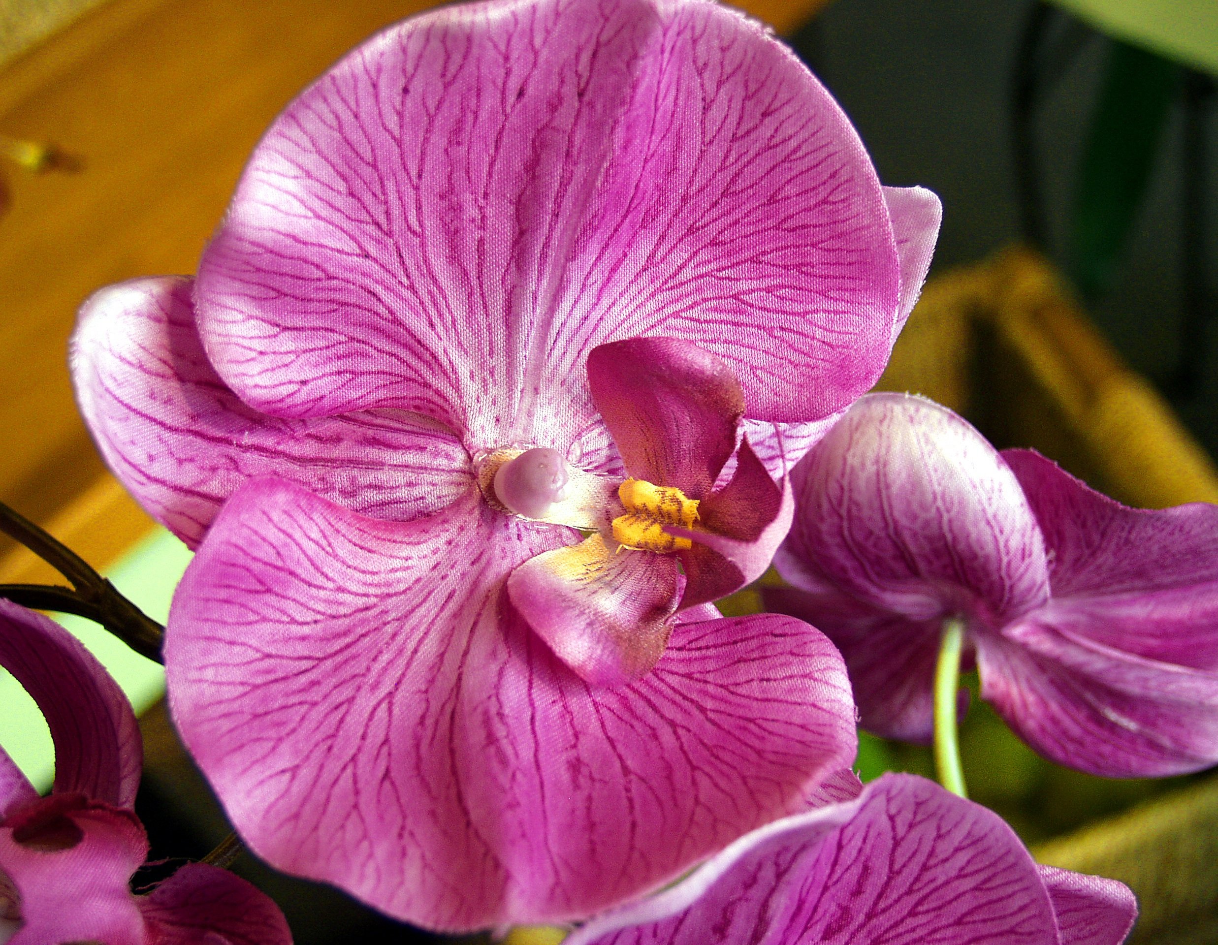Орхидеи желто розовые. Фаленопсис Purple Princess. Фаленопсис Сангрия. Орхидея фаленопсис Sangria. Фаленопсис интрига.