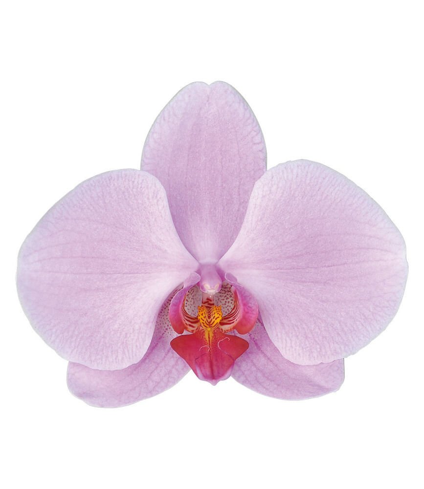 Орхидея фаленопсис Phalaenopsis Каттлея