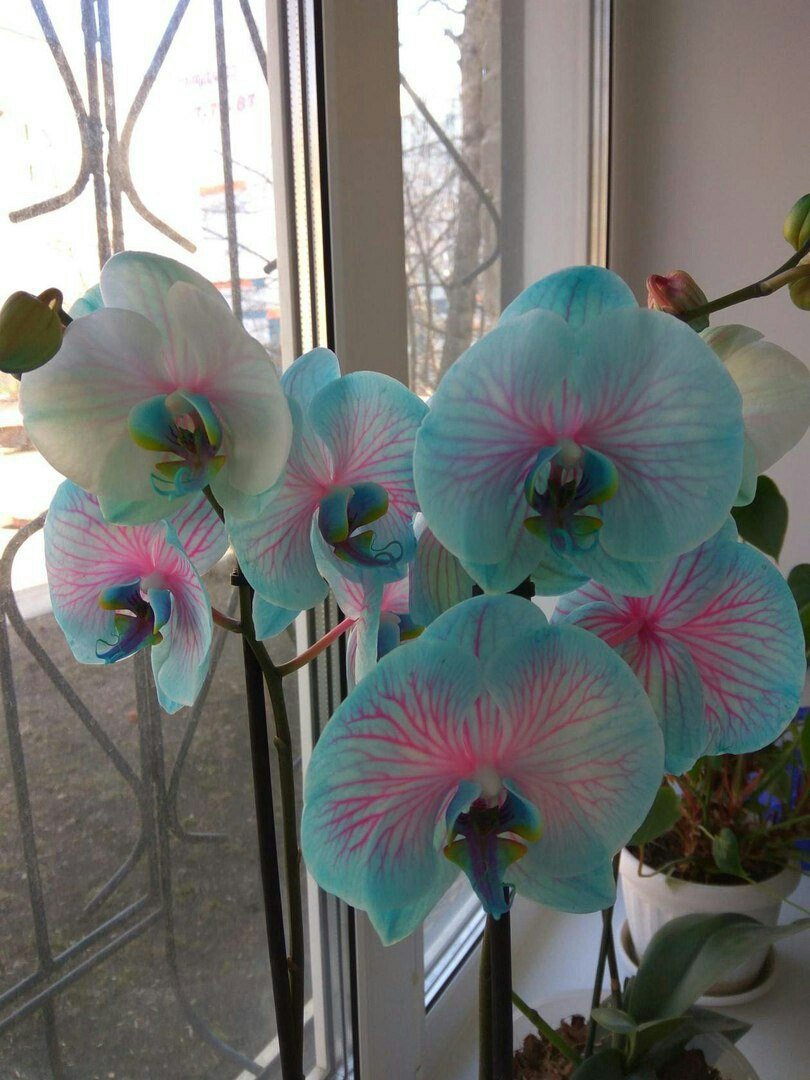 Орхидея фаленопсис голубая с розовым