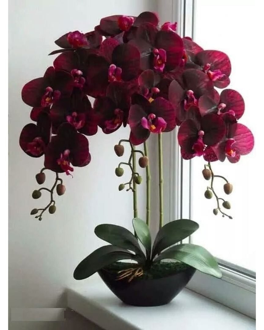 Белая Орхидея с бордовой серединкой название