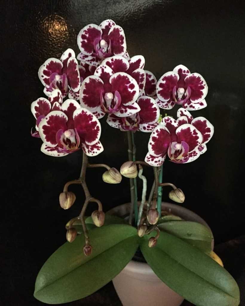 Орхидея бордовая с белой губой