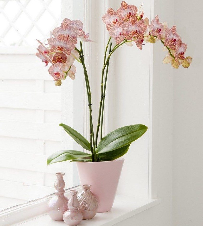 Цветущие орхидеи на подоконнике