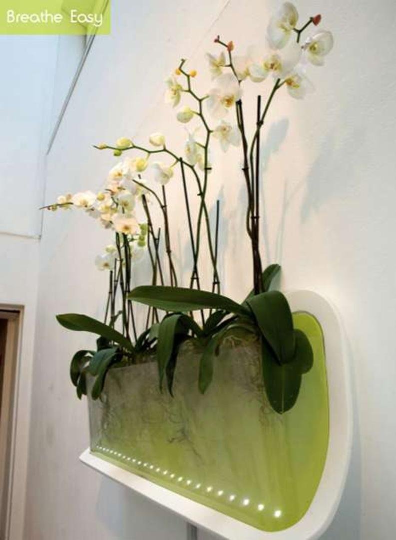 Хлорофитум Орхидея фаленопсис