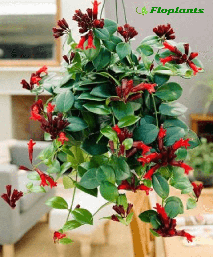 Эсхинантус великолепный (Aeschynanthus speciosus)