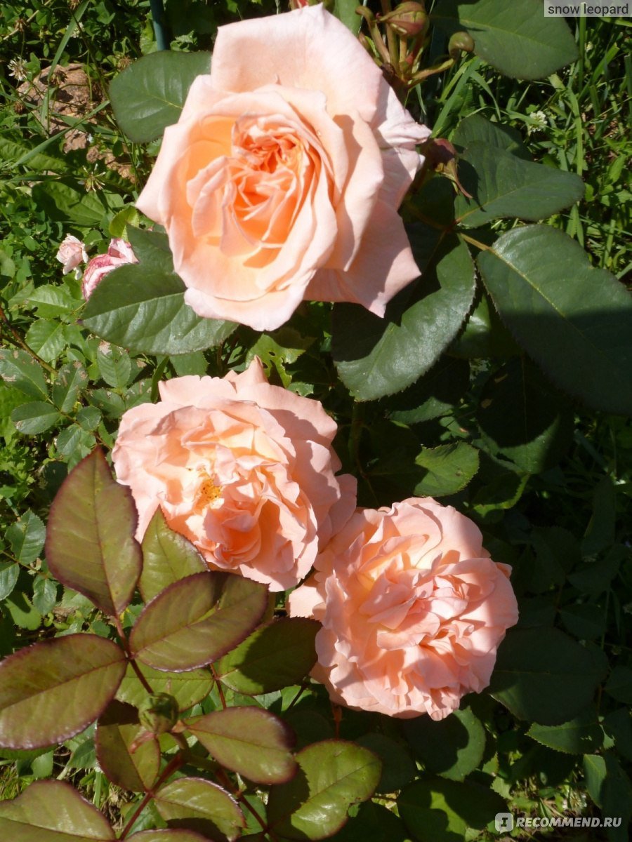 Роза мадам Баттерфляй