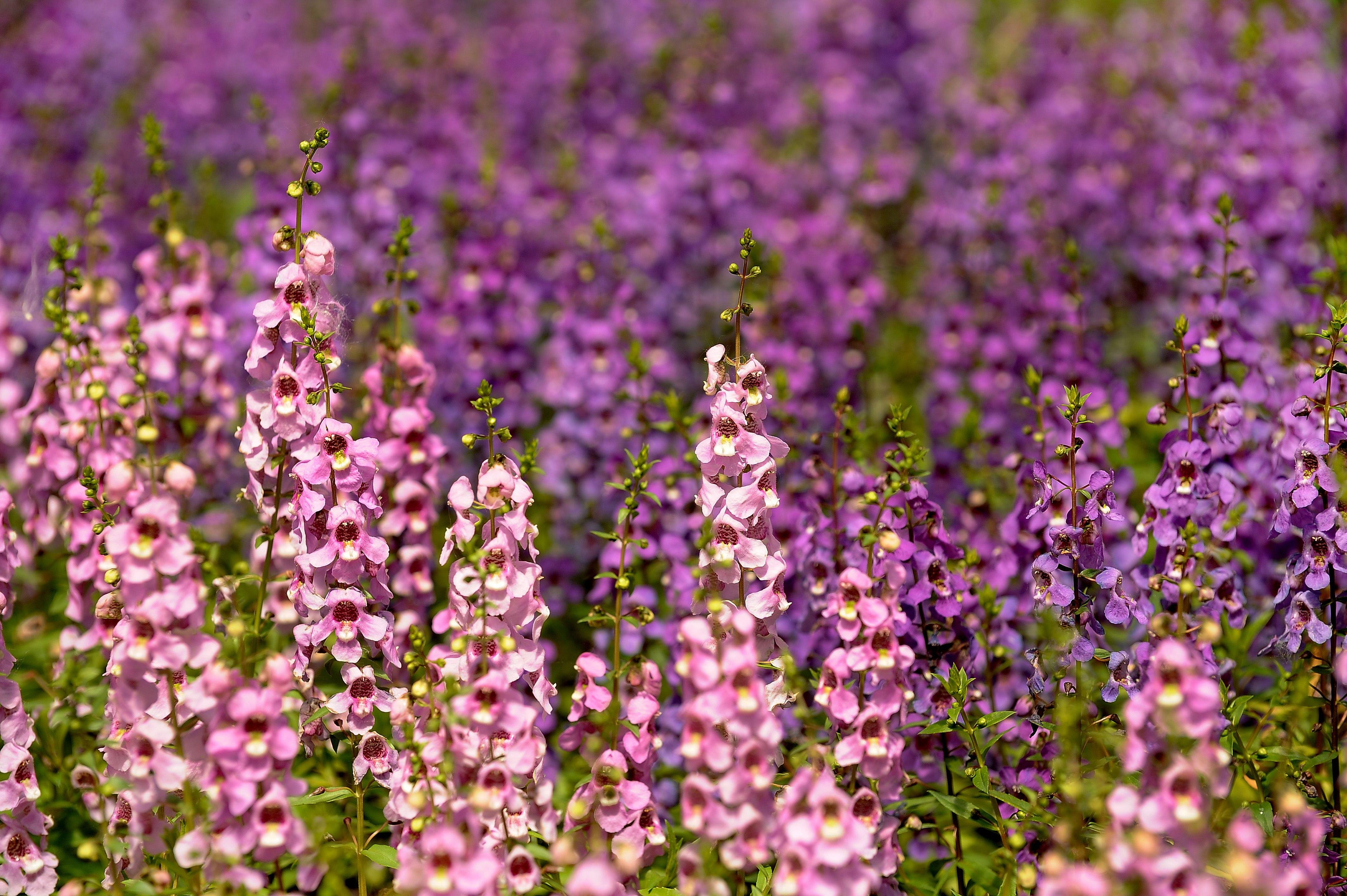 Ангелония Серена Purple