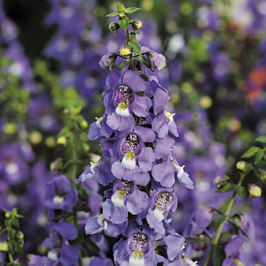 Angelonia angustifolia