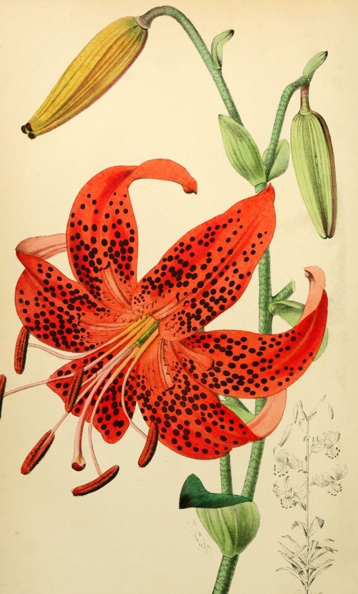 Саранка Ботаническая иллюстрация