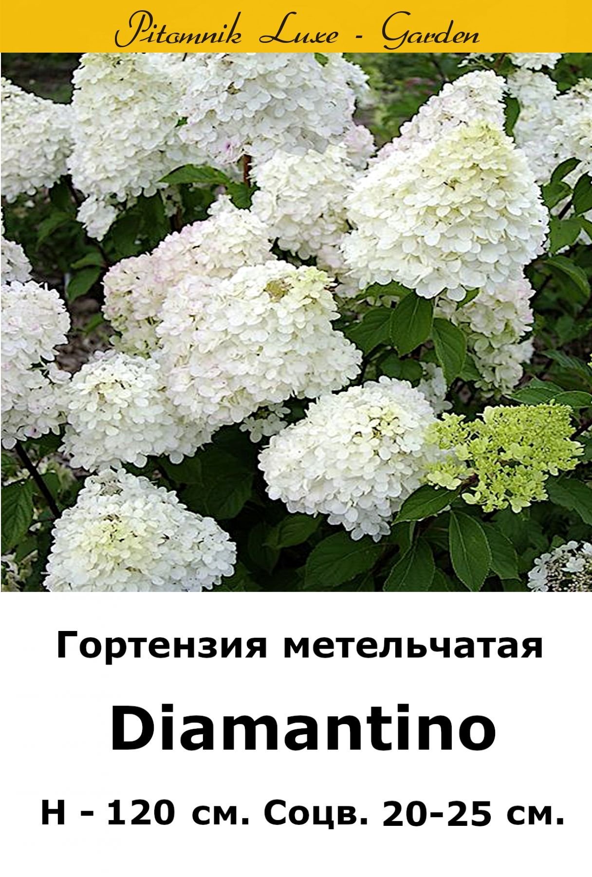 Гортензия diamantino описание и фото