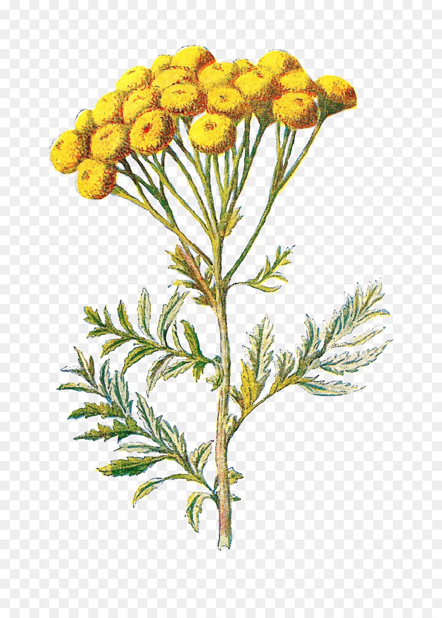 Пижма обыкновенная (Tanacetum vulgaris)