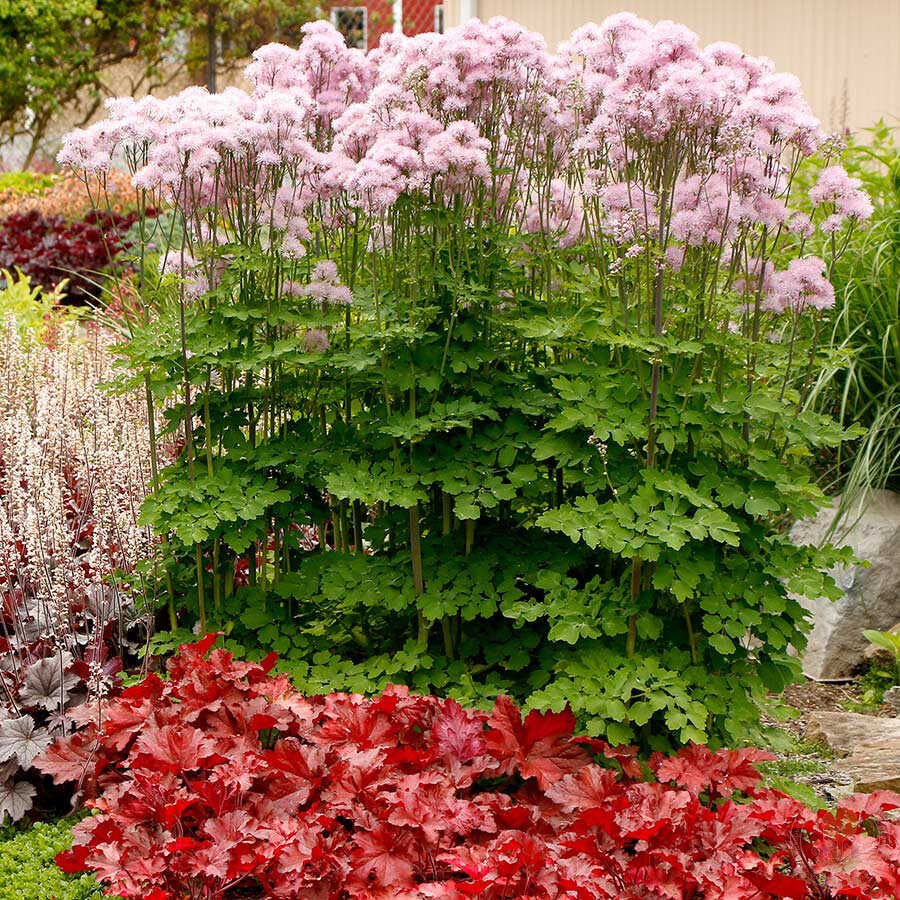 Василистник (Thalictrum) aquilegifolium